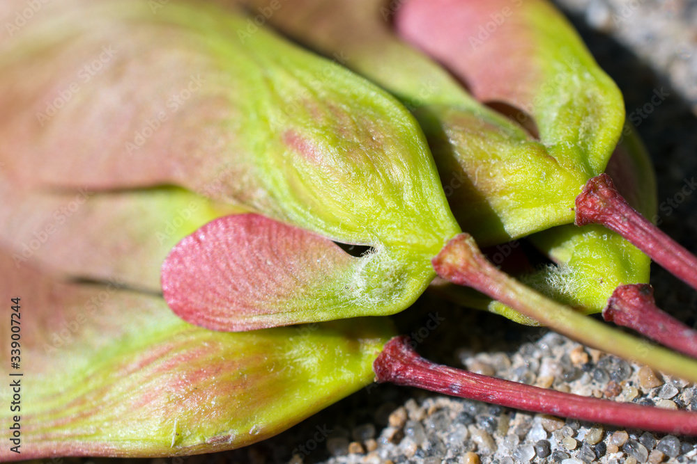 Close up of colorful seeds and stems. Close up of colorful seeds and stems.