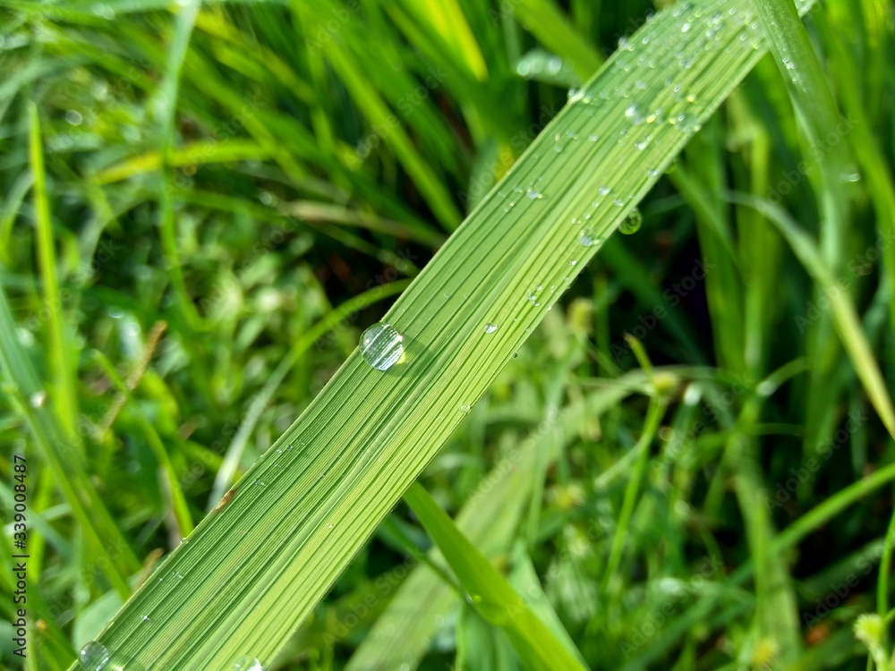 close up dew with natural background close up dew with natural background
