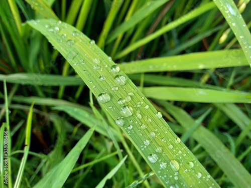close up dew with natural background
