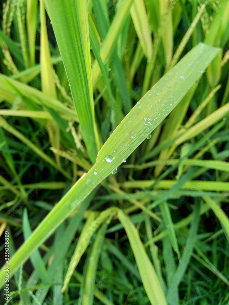 close up dew with natural background close up dew with natural background