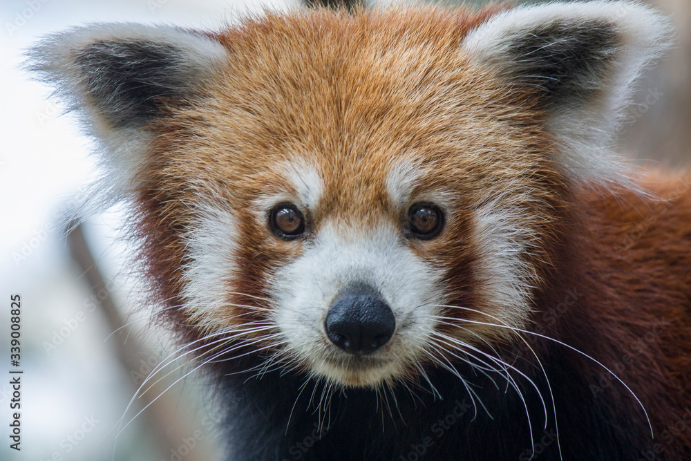 Obraz premium A red panda (Ailurus fulgens) closeup image it is a mammal native to the eastern Himalayas and southwestern China The red panda has reddish-brown fur, a long, shaggy tail, and a waddling gait 