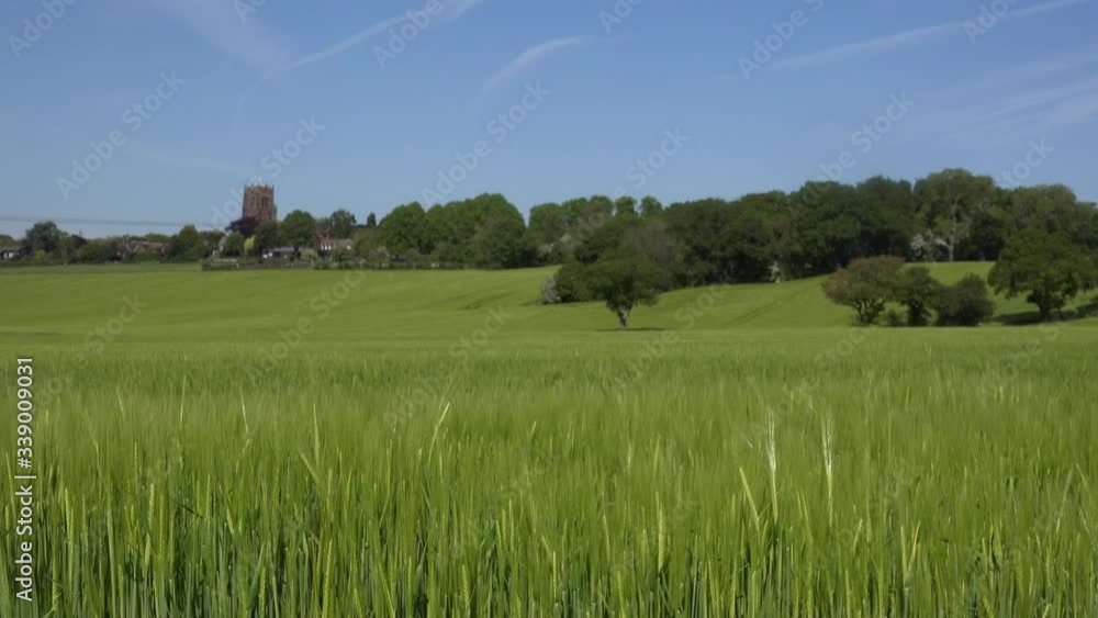 Wheat field crop in England close up UK 4K Wheat field crop in England close up UK 4K