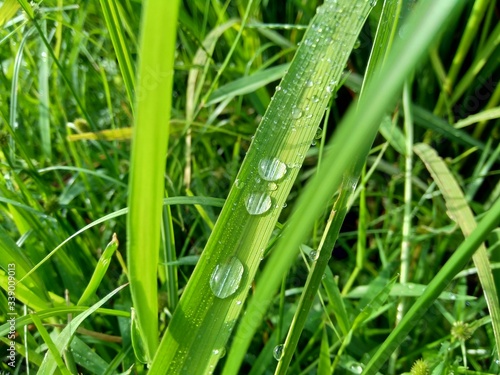 close up dew with natural background © Mang Kelin