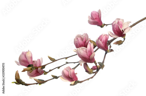 Fotografie pink magnolia flower
