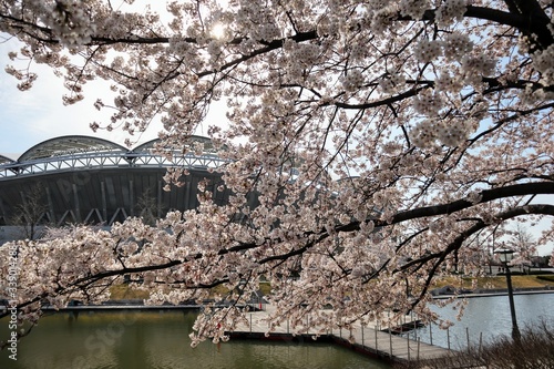 日本のサッカー場と桜 photo