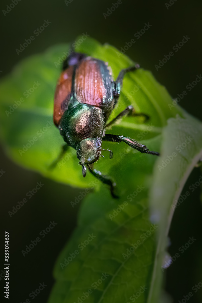 A Japanese Beetle strikes a pose on a large green leaf A Japanese Beetle strikes a pose on a large green leaf