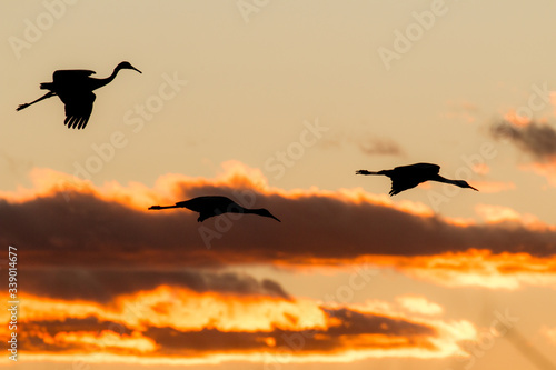 Sandhill cranes silhouetted against the sunset