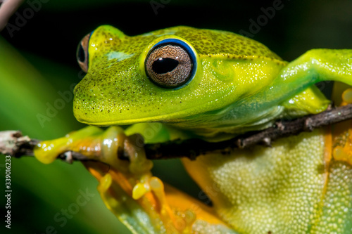 White banded tree frog photographed in Guarapari, in Espirito Santo. Southeast of Brazil. Atlantic Forest Biome. Picture made in 2018.