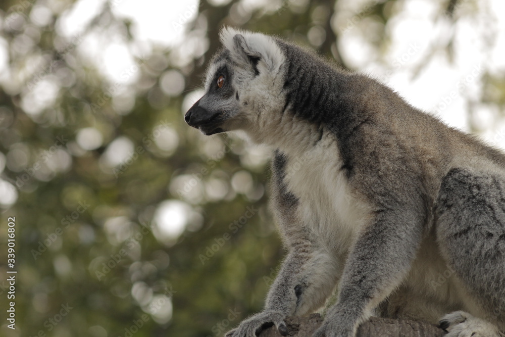 Lemur Lemur