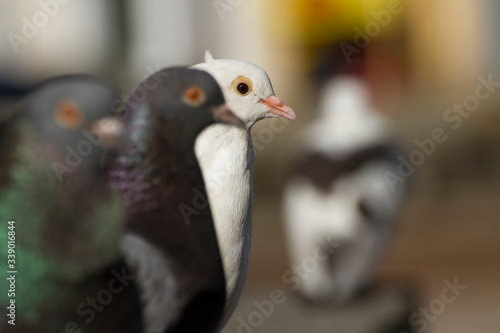 black and white  columba livia domestica   pigeon bird standing with colorful blurred background walls