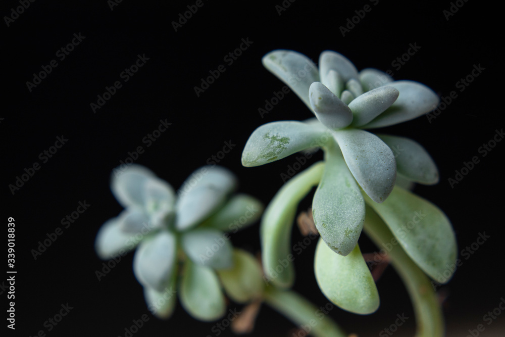 Macro photography to a two green succulent plant with black background Interior design and natural concept Macro photography to a two green succulent plant with black background Interior design and natural concept