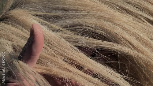 Farmer brush with fingers  through of a white isabel horse mane, touching winter fur on the horse's side. It is spring and the horse is already moulting.
