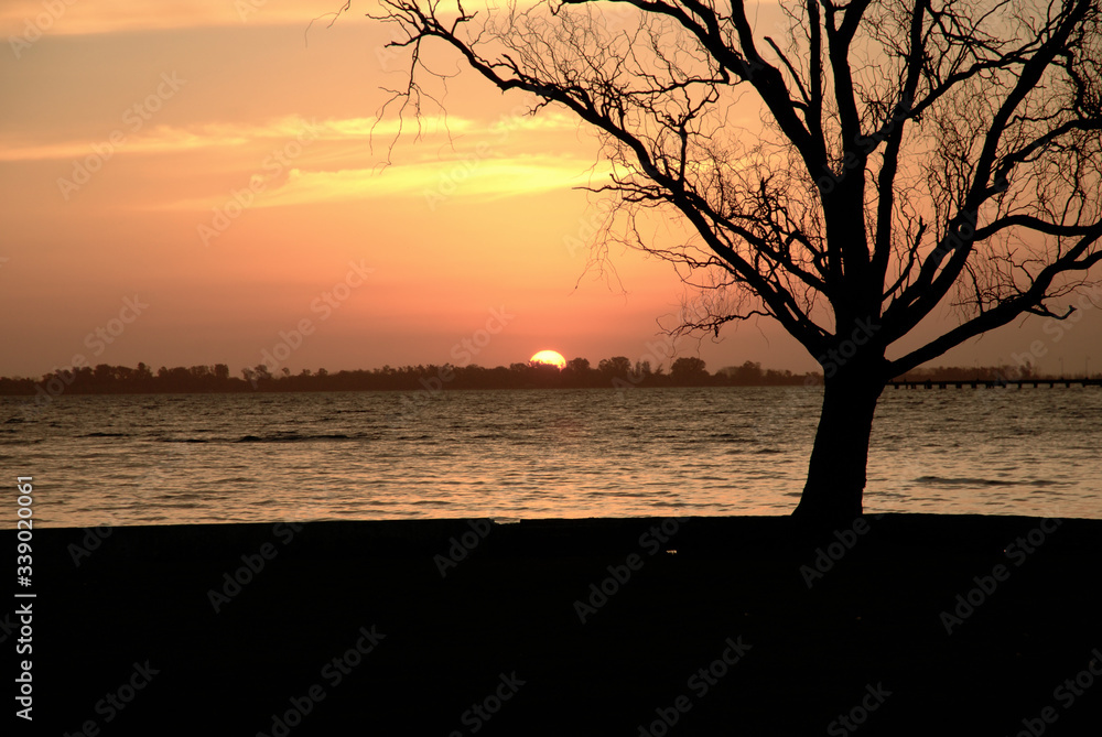 SILUETA ARBOL SILUETA ARBOL