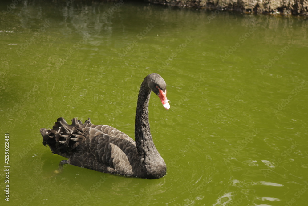 Fototapeta premium Cisne negro