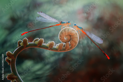 Fotografie Damselflies