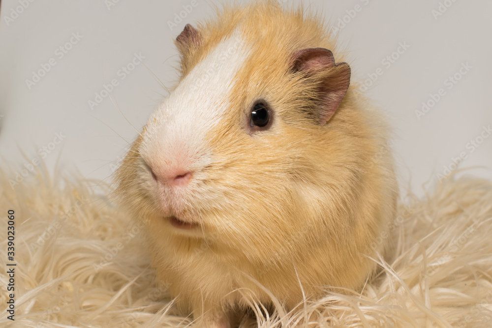 guinea pig in the garden guinea pig in the garden