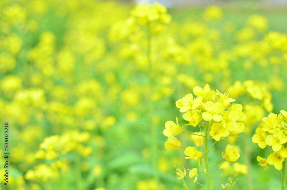 Obraz premium いちめんの菜の花