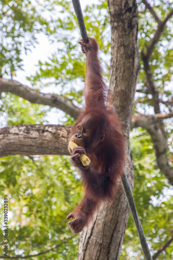 Naklejka premium a baby Bornean orangutan (Pongo pygmaeus) is freely hanging on a rope while eating. 