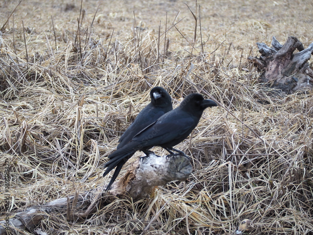 Obraz premium OLYMPUS DIGITAL CAMERA