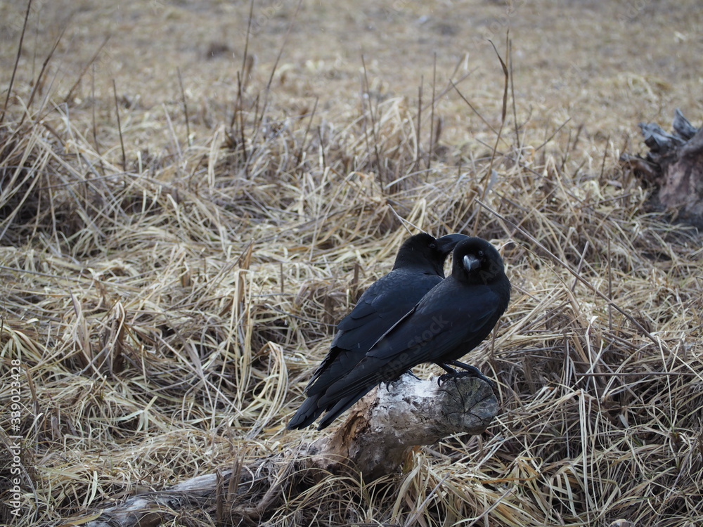 Obraz premium OLYMPUS DIGITAL CAMERA