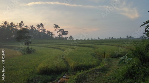 sunset in the rice fields