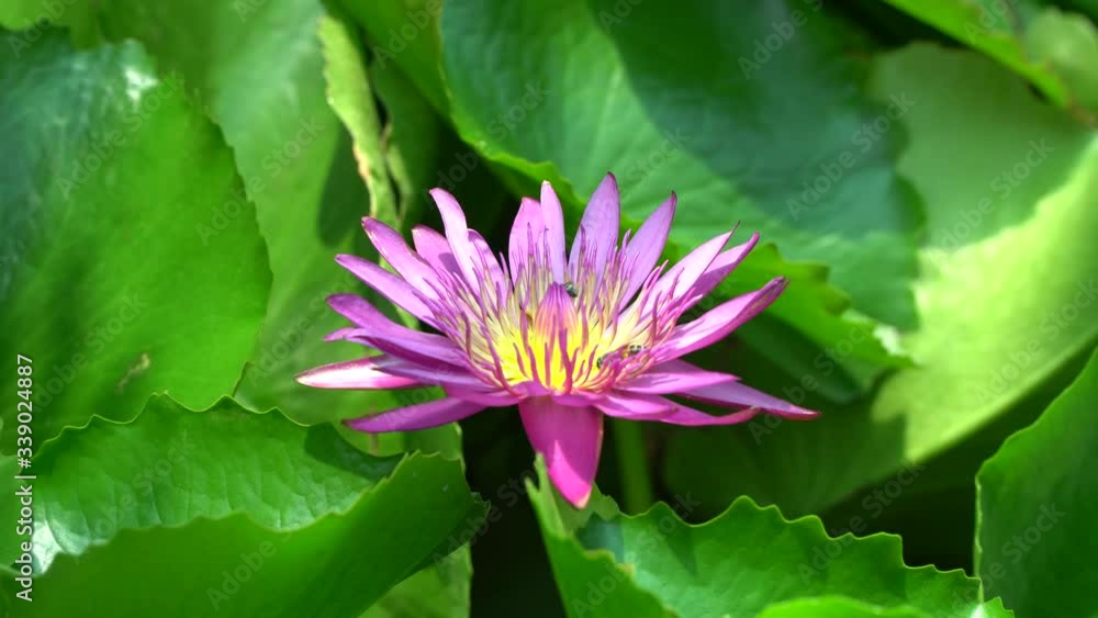 Bees swarming pollen on the purple lotus flower
Bees swarming pollen on the purple lotus flower