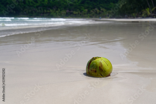 Coconut on the Koh Kood Beach