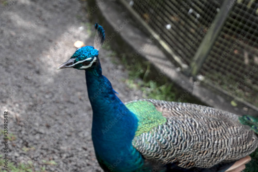 Fototapeta premium portrait of a peacock