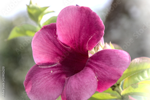 Purple Flower