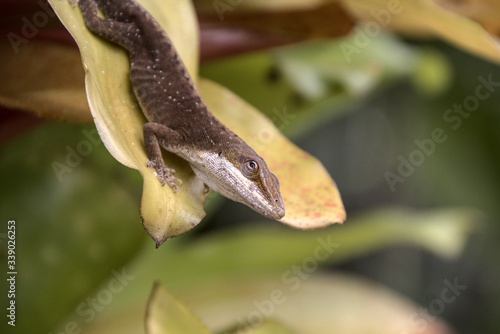 Lizard on a leaf