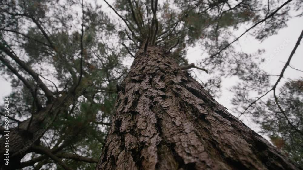 Looking Up At Tree Close To Bark. Slow Pedestal Down Looking Up At Tree Close To Bark. Slow Pedestal Down
