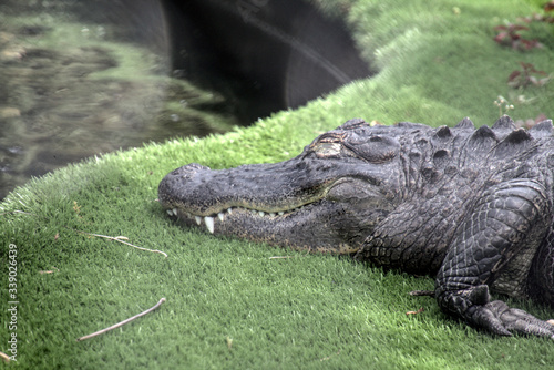 Alligator and a pond



