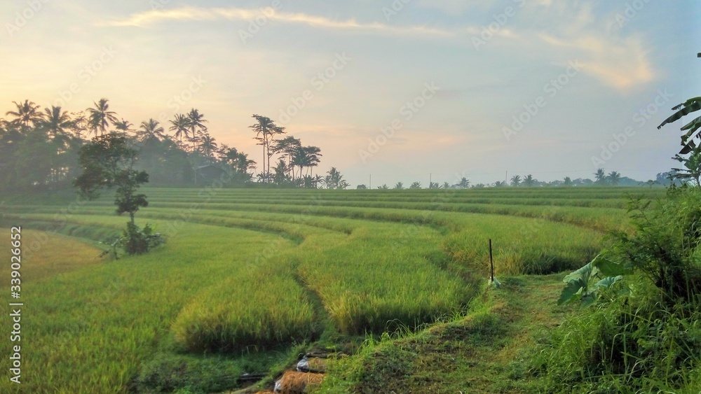 sunset over the rice field sunset over the rice field