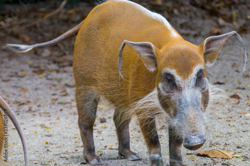 The red river hog (Potamochoerus porcus) is a wild member of the pig family living in Africa, with most of its distribution in the Guinean and Congolian forests. photo