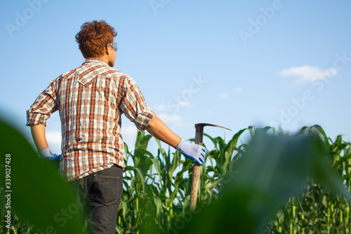 Gardeners check the corn plant in organic farm.