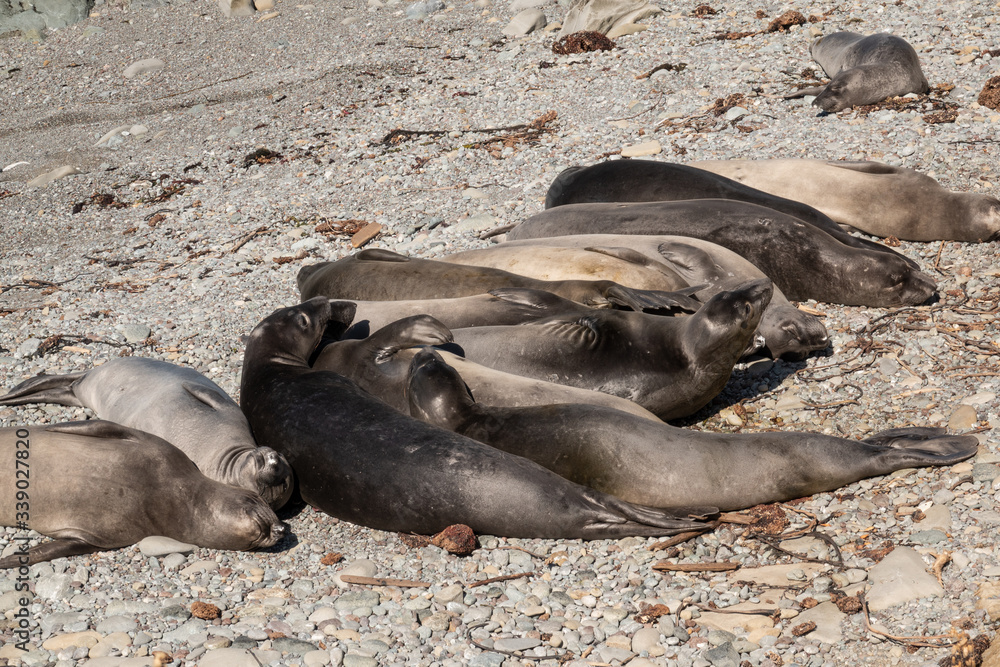 Fototapeta premium sea lion sleeping