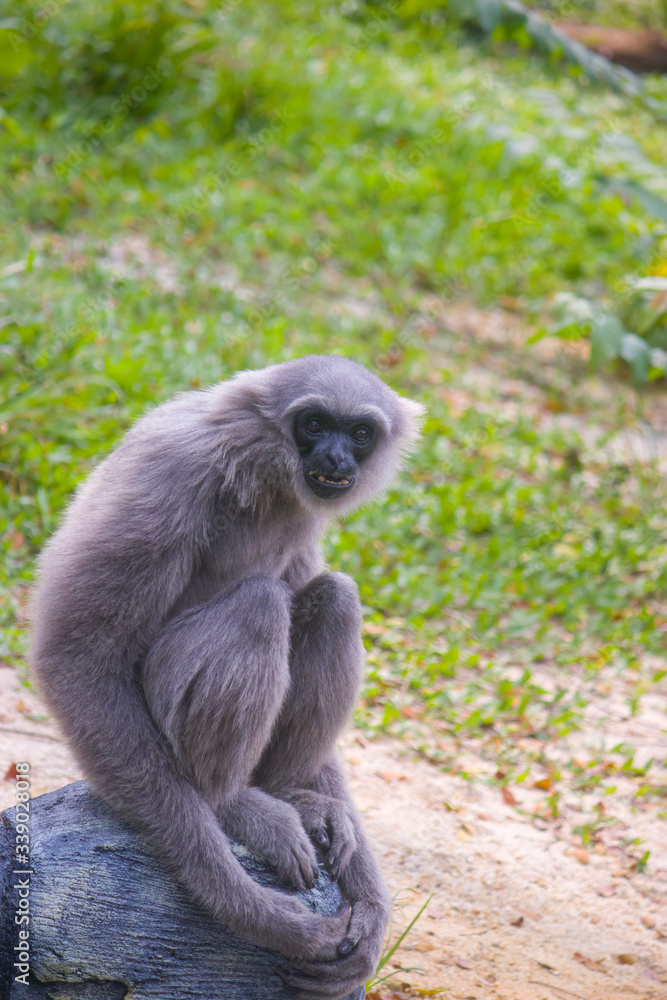 A Silvery gibbon sits on the rock.
It is a primate in the gibbon family Hylobatidae. It is endemic to the Indonesian island of Java, where it inhabits undisturbed rainforests. A Silvery gibbon sits on the rock.
It is a primate in the gibbon family Hylobatidae. It is endemic to the Indonesian island of Java, where it inhabits undisturbed rainforests.