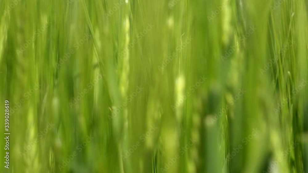 Background of wheat field green blowing in the wind England UK 4K Background of wheat field green blowing in the wind England UK 4K
