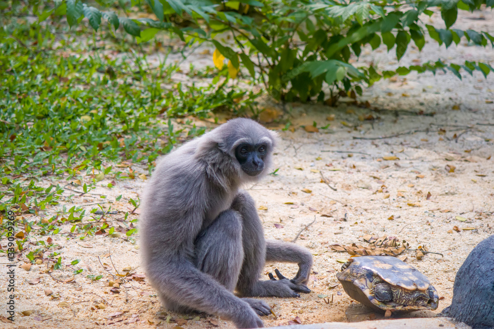 a Silvery gibbon plays with a Red-Eared Slider.
It is a primate in the gibbon family Hylobatidae. It is endemic to the Indonesian island of Java, where it inhabits undisturbed rainforests.