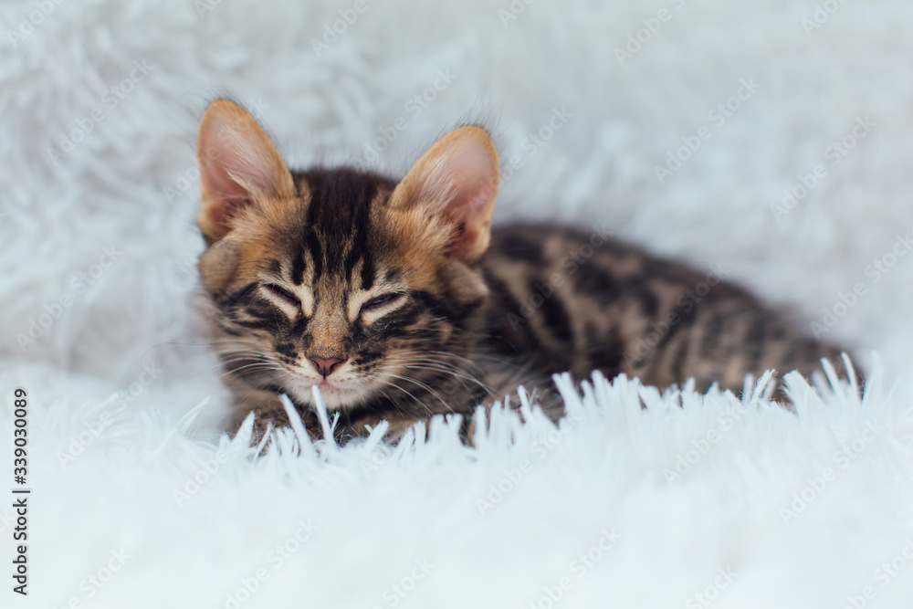 Little charcoal bengal kitty laying on the white background. Little charcoal bengal kitty laying on the white background.