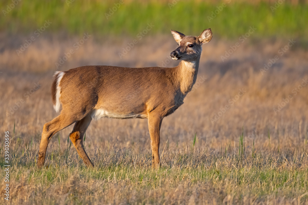 White-tailed Deer Standing in a Field White-tailed Deer Standing in a Field