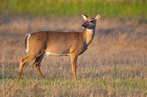 White-tailed Deer Standing in a Field