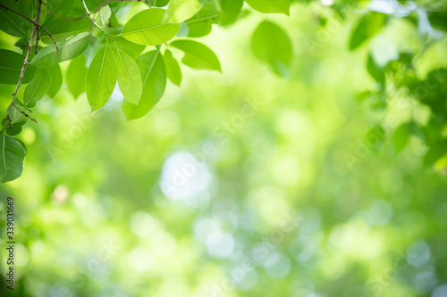 Amazing nature view of green leaf on blurred greenery background in garden and sunlight with copy space using as background natural green plants landscape, ecology, fresh wallpaper concept.