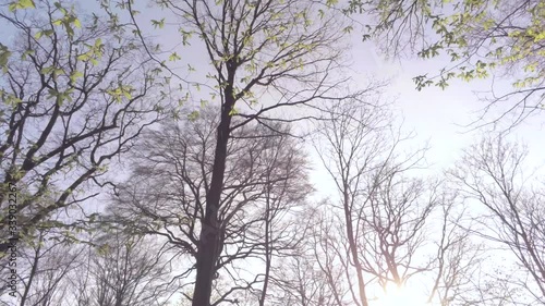 Wallpaper Mural Slow aerial spiral through dense branches haze shrouded forest low sun lens flares Torontodigital.ca