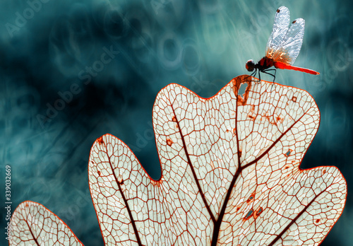dragonfly on leaf