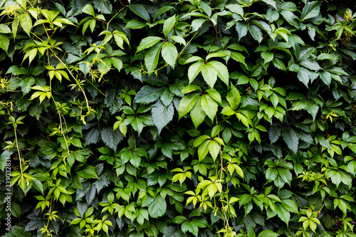 Ivy and Virginia creeper (Parthenocissus quinquefolia)