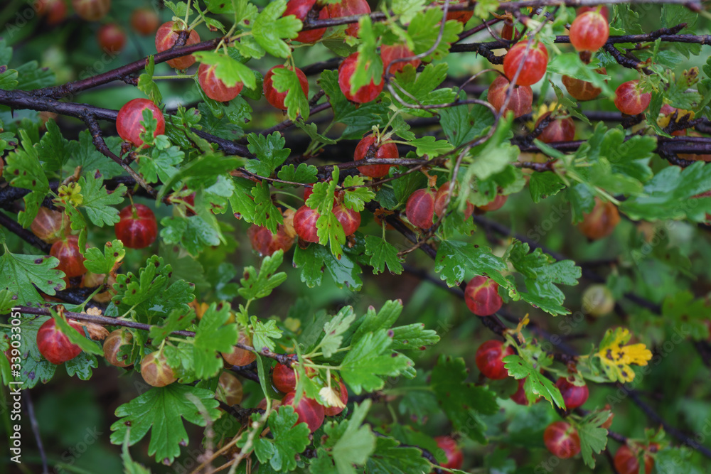 Gooseberry berries on a branch of a shrub.