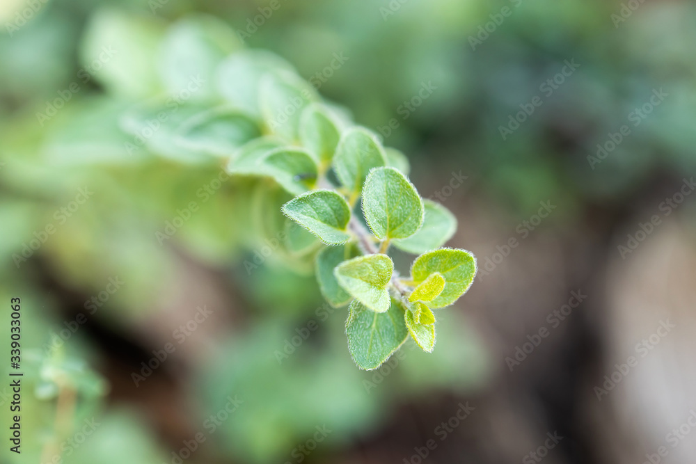 Wild oregano growing in a garden. Oregano sign.Small Oregano Plant Wild oregano growing in a garden. Oregano sign.Small Oregano Plant