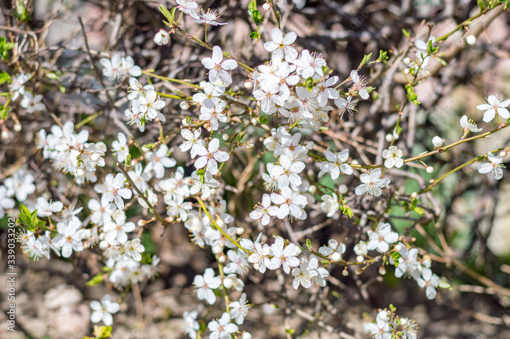 Blooming white flowers on the hedge. Blooming white flowers on the hedge.
