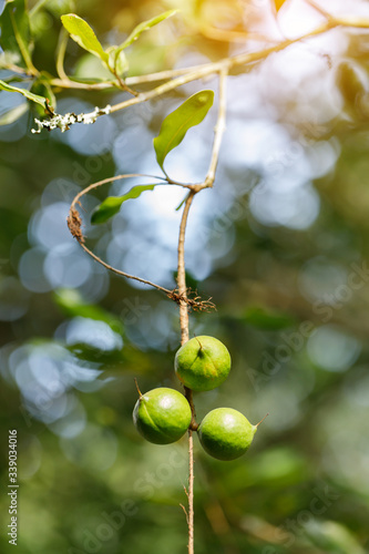 Macadamia nuts ready for harvesting